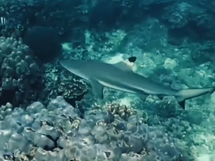Blacktip reef shark cruising over coral at the Daymaniyat Islands