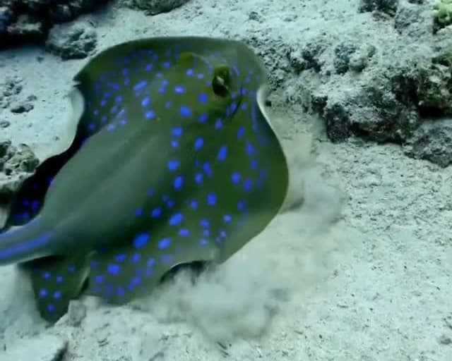 Blue-spotted stingray on the sand - reel from @horizonblue.om