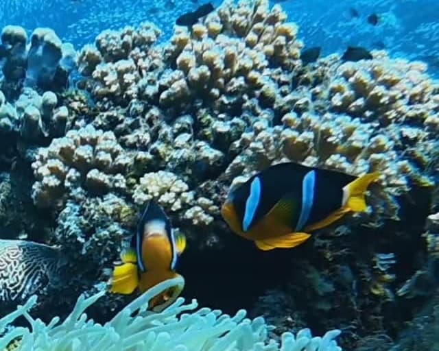 Clownfish beside their anemone at the Daymaniyat Islands - reel from @horizonblue.om
