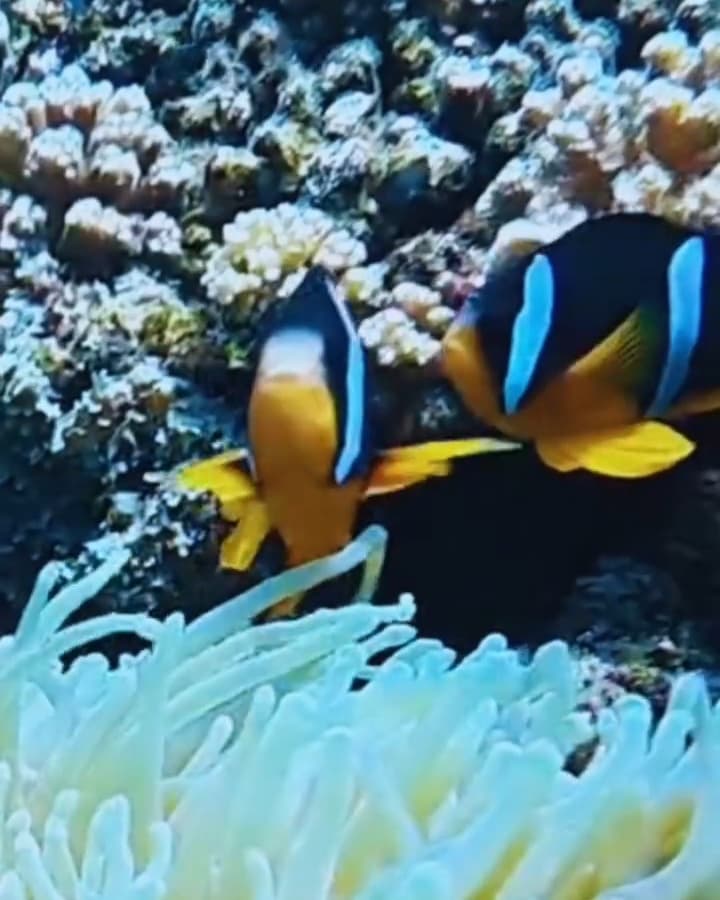 Two clownfish sheltering in a sea anemone on a Daymaniyat Islands reef