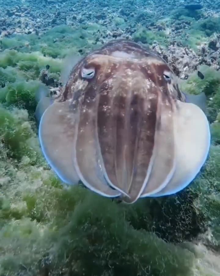 Cuttlefish hovering over the seabed at the Daymaniyat Islands