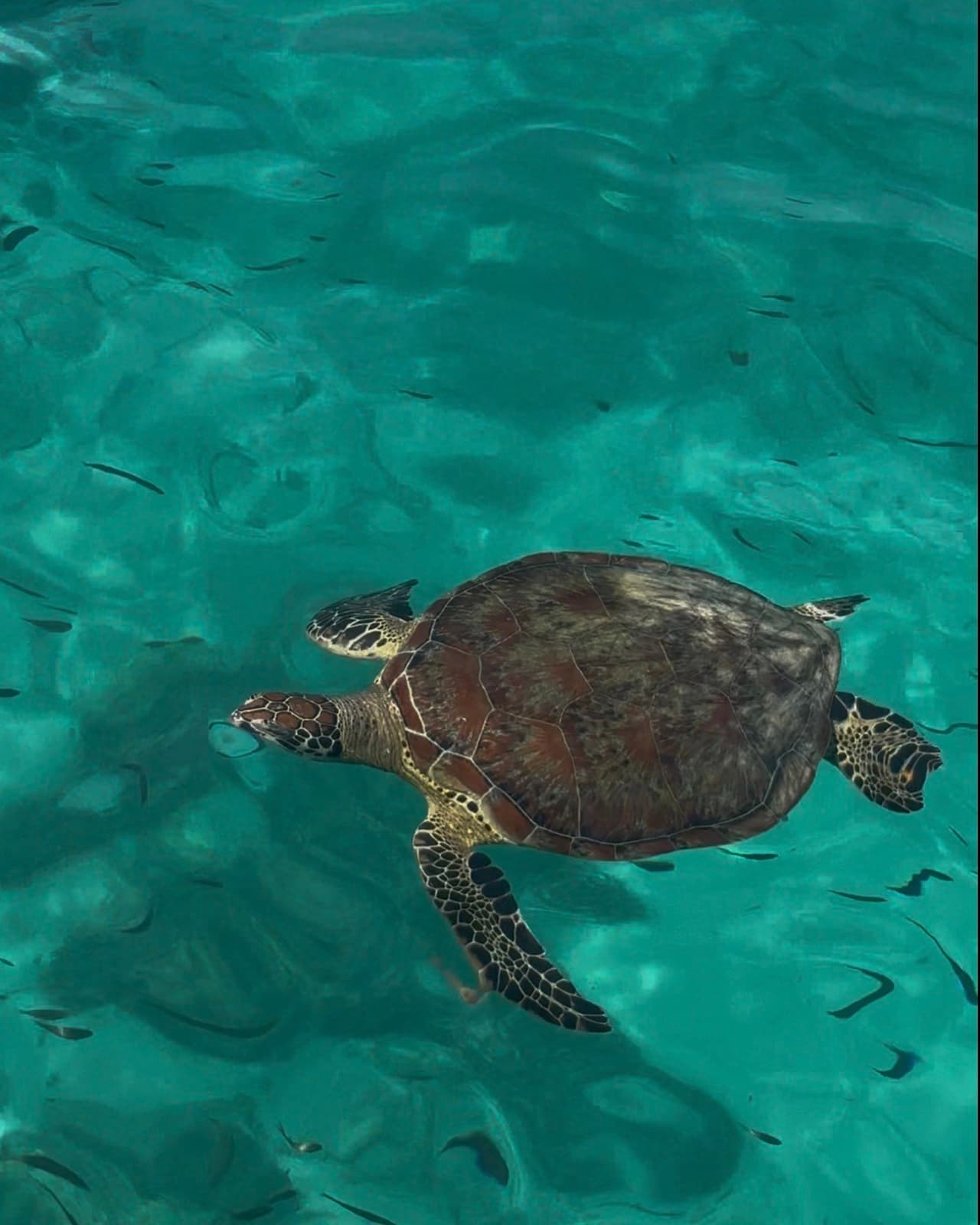 Green turtle just below the surface in clear turquoise water at the Daymaniyat Islands