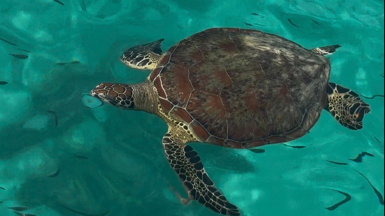 Daymaniyat Islands Dos and Don'ts: How to Be a Good Guest in a Turtle's Home