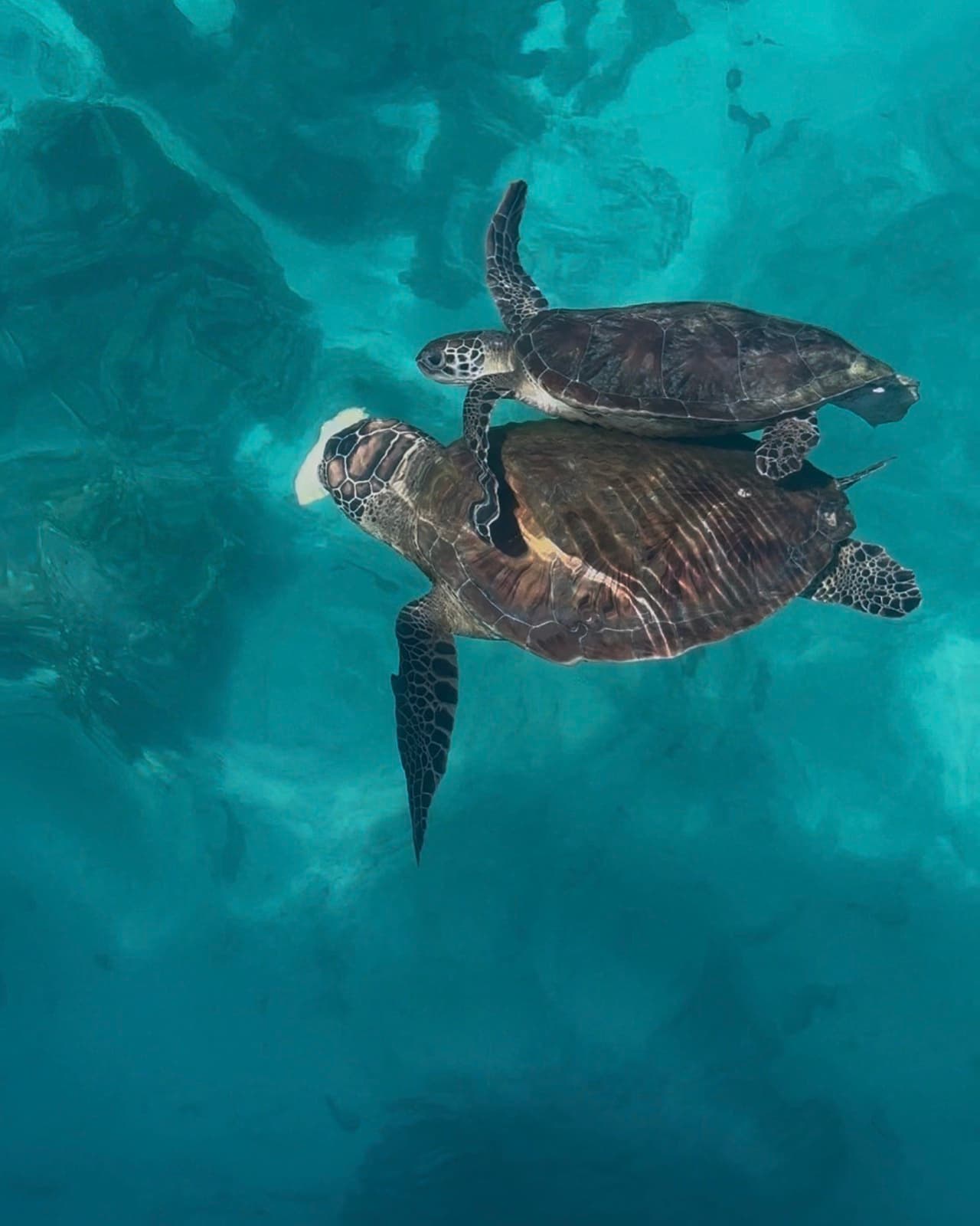 Two green turtles together at the surface, seen from the boat at the Daymaniyat Islands