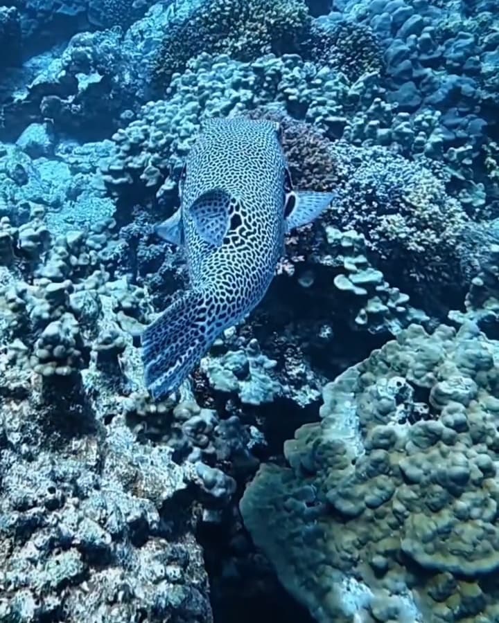 Spotted pufferfish over the coral reef at the Daymaniyat Islands