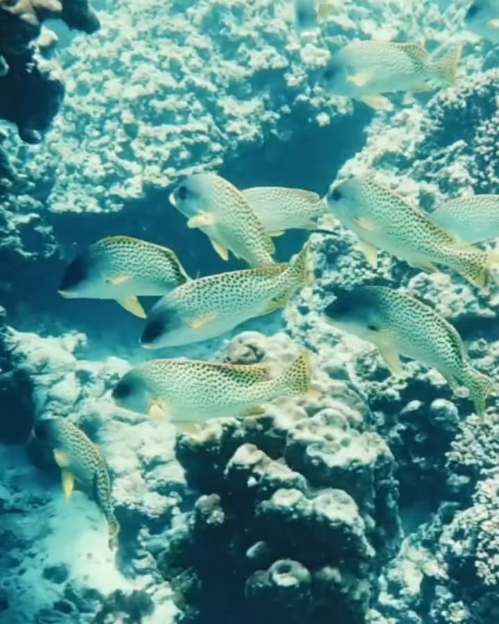 School of reef fish over a coral garden at the Daymaniyat Islands
