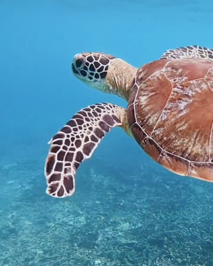 Close-up of a sea turtle swimming past at the Daymaniyat Islands