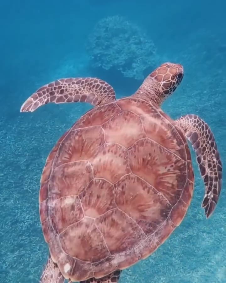 Sea turtle seen from above, gliding over the sandy seabed at the Daymaniyat Islands