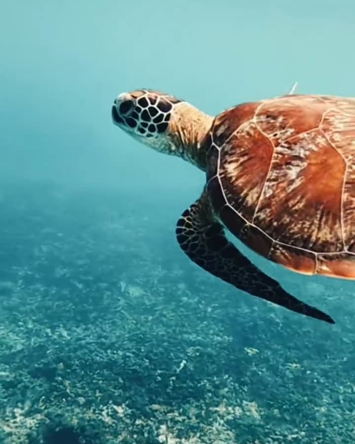Sea turtle gliding through clear water at the Daymaniyat Islands