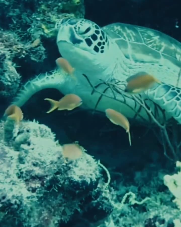 Sea turtle resting on the reef among small fish at the Daymaniyat Islands