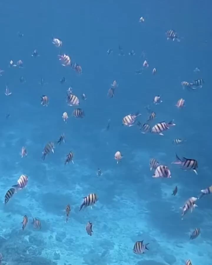 School of sergeant fish in open blue water above a Daymaniyat Islands reef