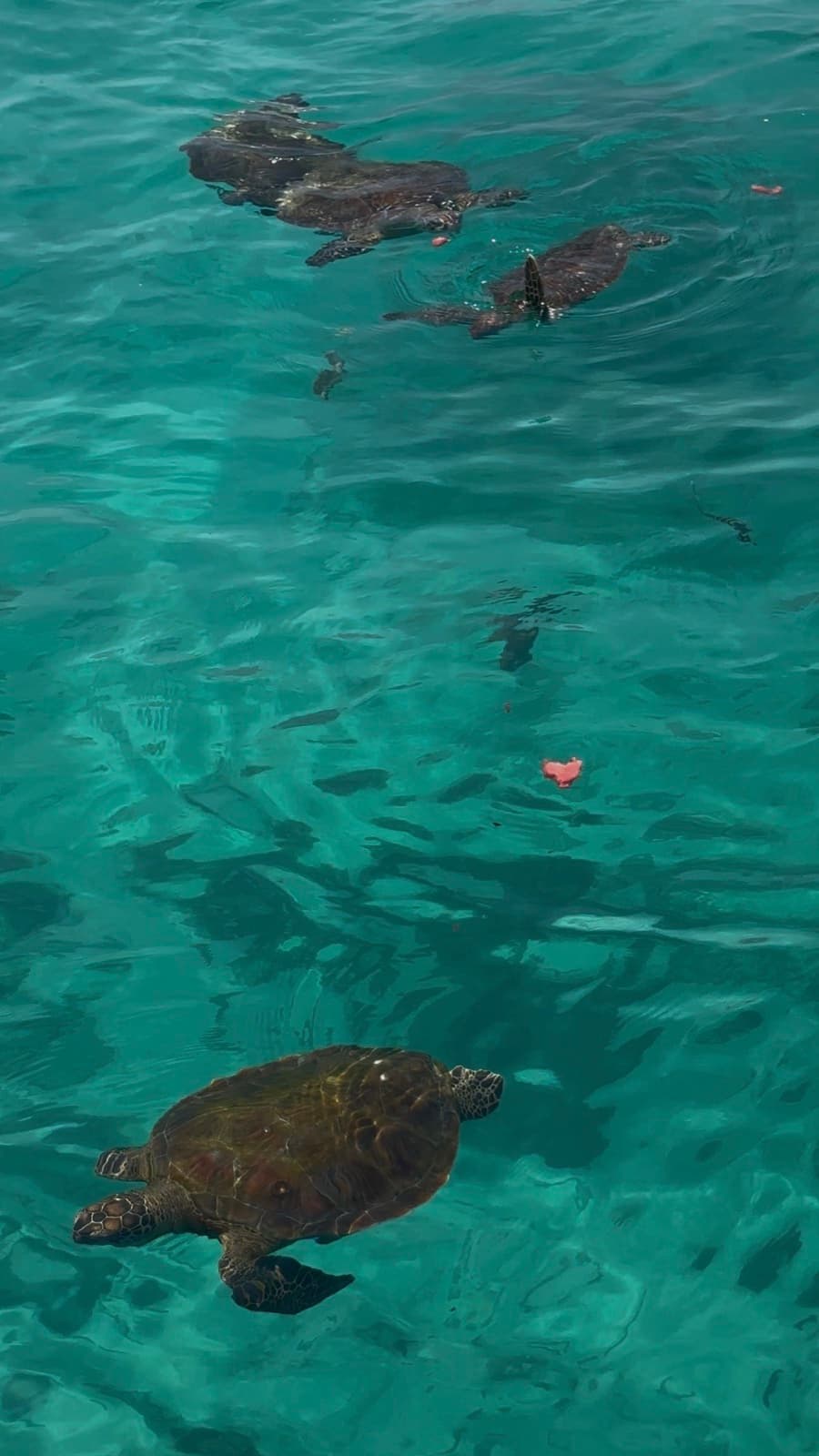 Several sea turtles gathered at the surface at the Daymaniyat Islands, Oman