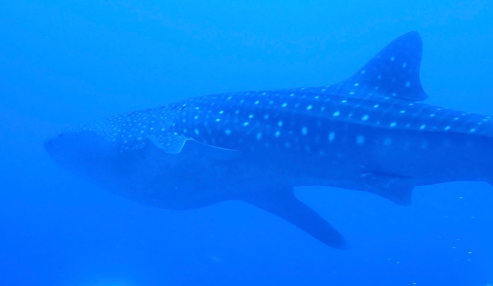 Whale Shark Season in Oman: When and Where to Swim with the Giants